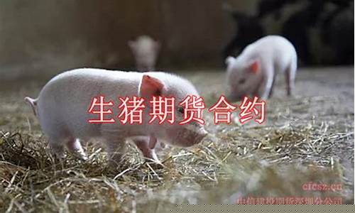 猪期货代码(猪期货2205)_http://www.hanbangwangye.com_广期所_第1张