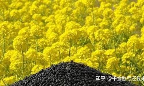 菜粕期货交易时间(菜粕期货交易时间多久)_http://www.hanbangwangye.com_中金所_第1张