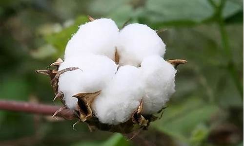 棉花期货介绍(棉花期货最新分析)_http://www.hanbangwangye.com_郑商所_第1张