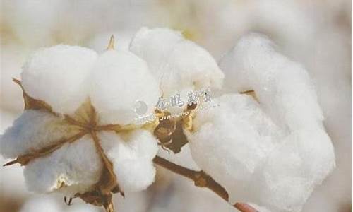 期货美棉花(期货棉花美国)_http://www.hanbangwangye.com_中金所_第1张